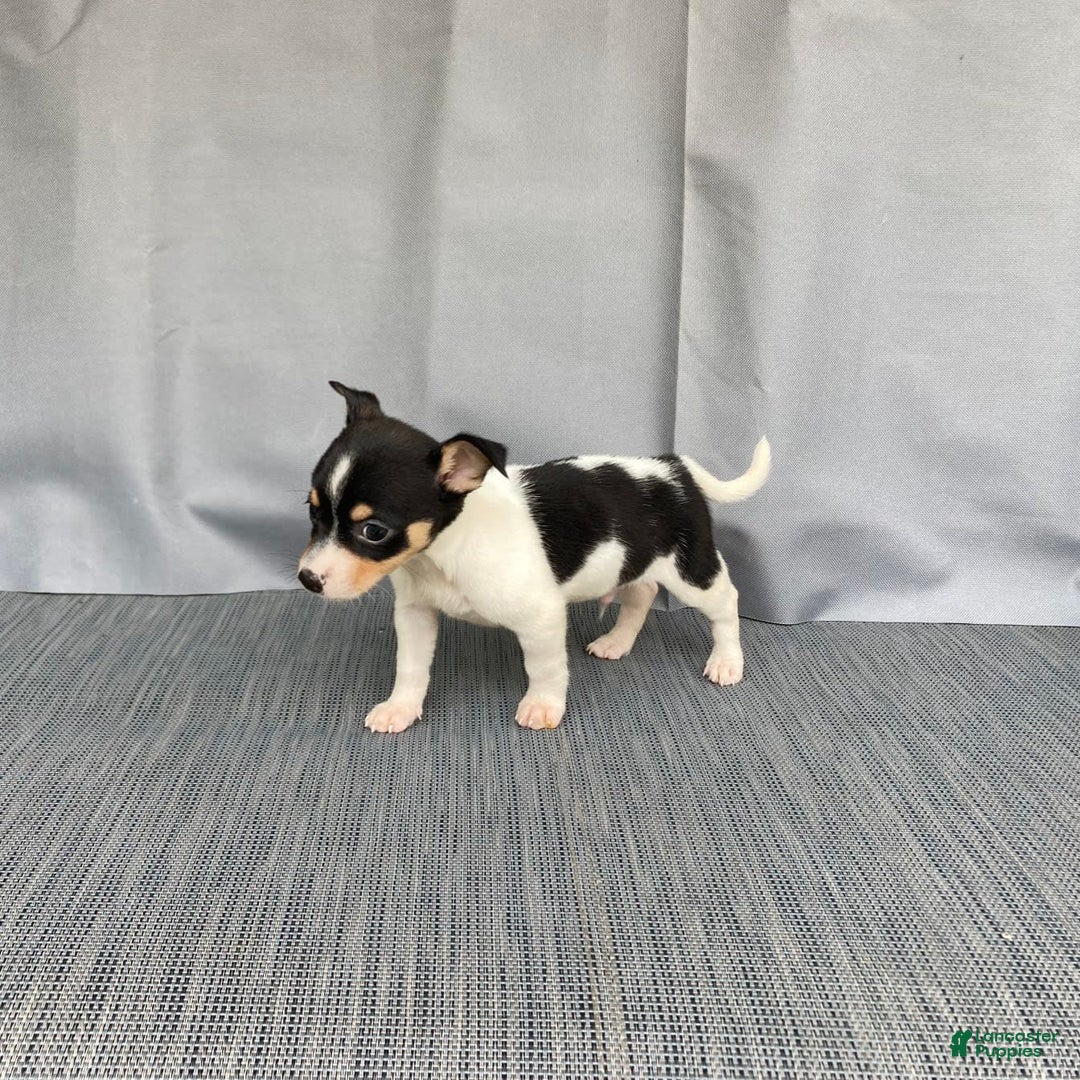 Chihuahua dogs for sale: Miles - Image 2