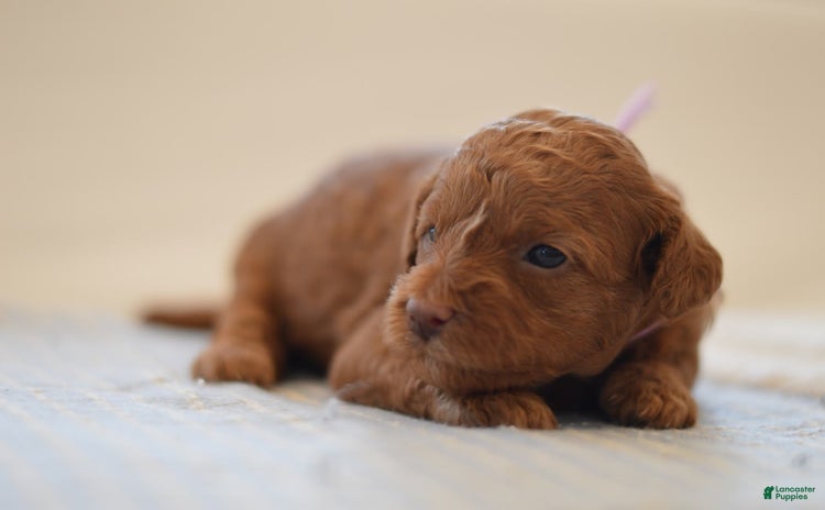 Miniature Poodle dogs for sale - Ad 2
