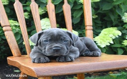 Cane Corso dogs for sale: Sterling - Image 1