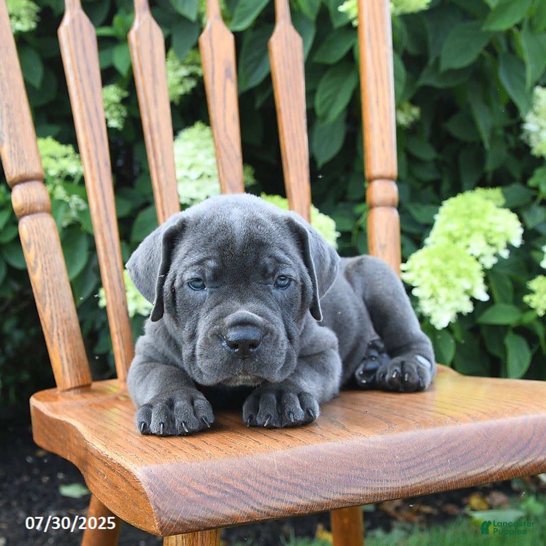 Cane Corso dogs for sale: Sterling - Image 1