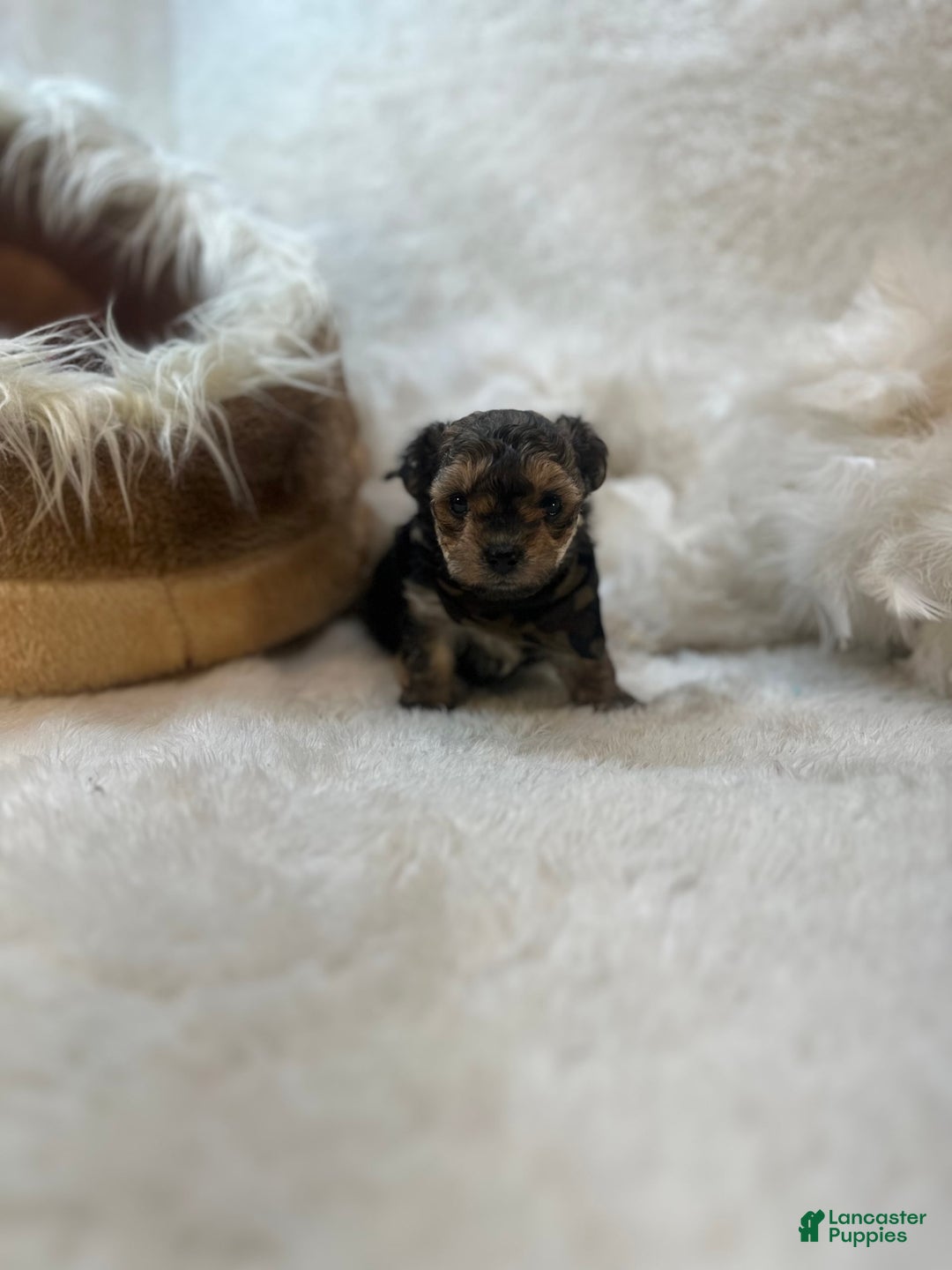Morkie dogs for sale: Tiny Tim - Image 7