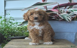 Mini Goldendoodle dogs for sale: Poppy - Image 2