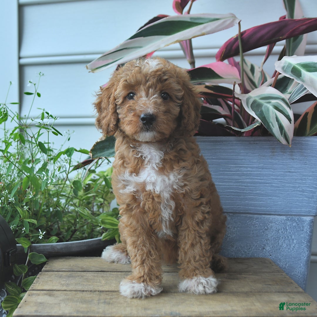 Mini Goldendoodle dogs for sale: Poppy - Image 2