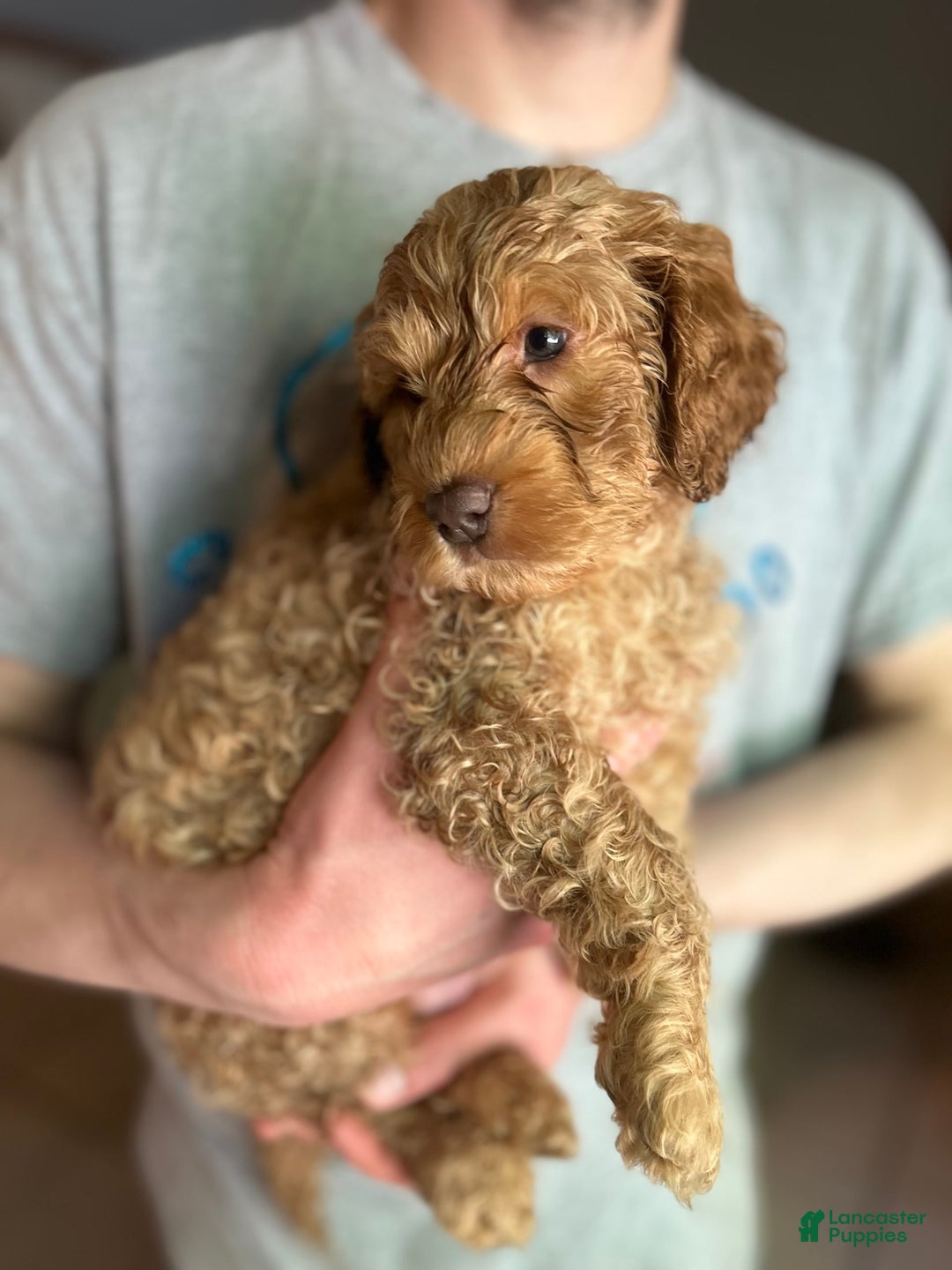 Goldendoodle dogs for sale: Pebbles - Image 5