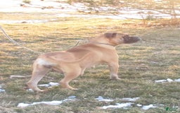 Bullmastiff dogs for sale: Lily - Image 2