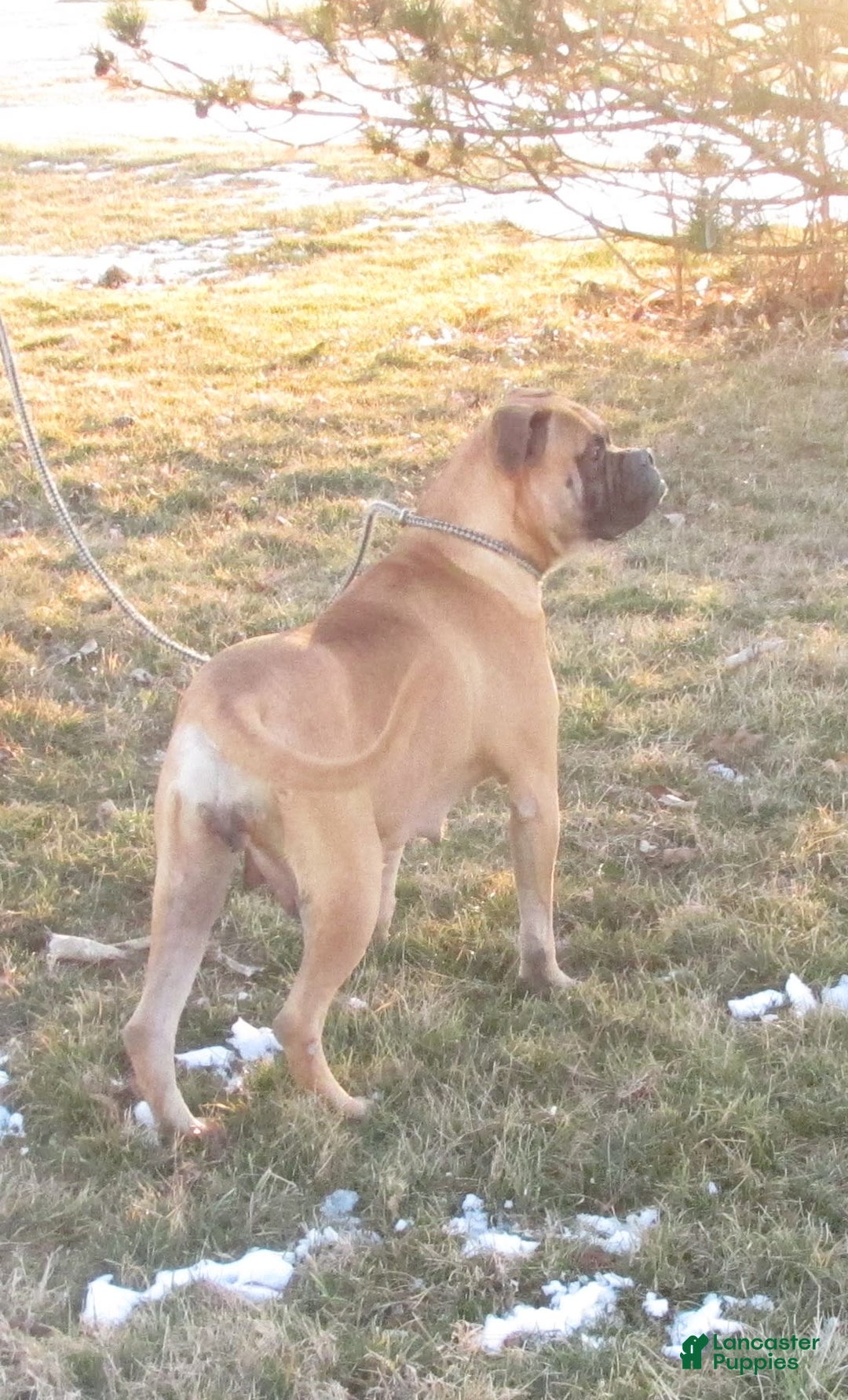 Bullmastiff dogs for sale: Lily - Image 2