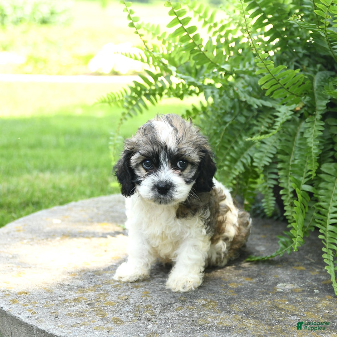 Cavachon dogs for sale: Ophelia - Image 5