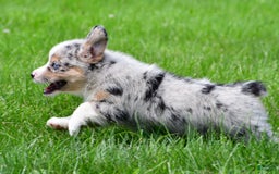 Australian Shepherd dogs for sale: Milo - Image 8