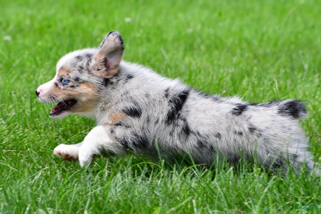 Australian Shepherd dogs for sale: Milo - Image 8