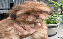 Shih Tzu dogs for sale: Brennan - Image 4