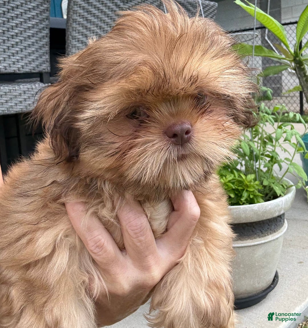 Shih Tzu dogs for sale: Brennan - Image 4