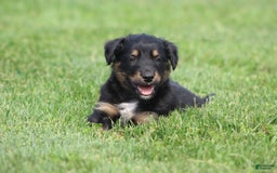English Shepherd dogs for sale: Milano - Image 2