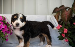 Bernedoodle dogs for sale: Jerry - Image 21