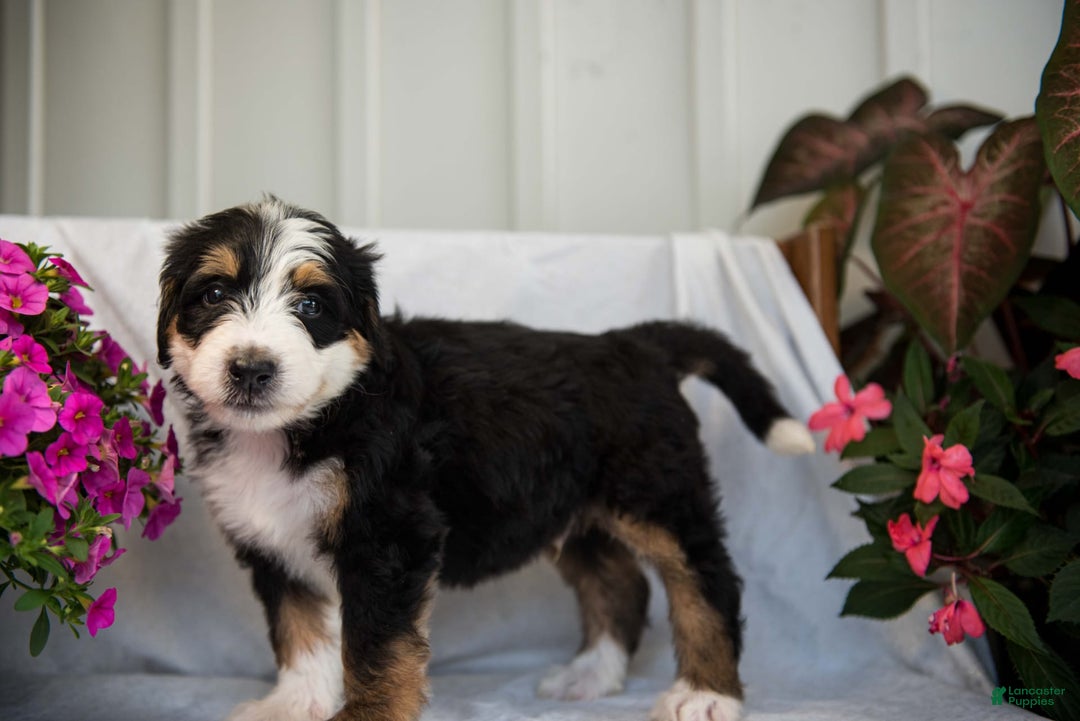Bernedoodle dogs for sale: Jerry - Image 21