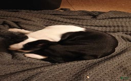 Boston Terrier dogs for sale: Pipe - Image 5