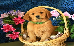 Golden Retriever dogs for sale: Linda - Listing for pets: Lilly, Linda, Lizzy, Lex, Ludwig - Image 1