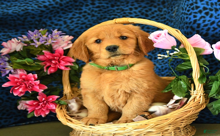 Golden Retriever dogs - Advert 23