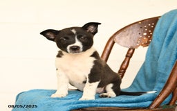Australian Cattle Dog dogs for sale: Champ - Image 1