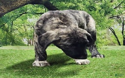 Anatolian Shepherd dogs for sale: AKC Dusty 2025 Male 1 - Image 10