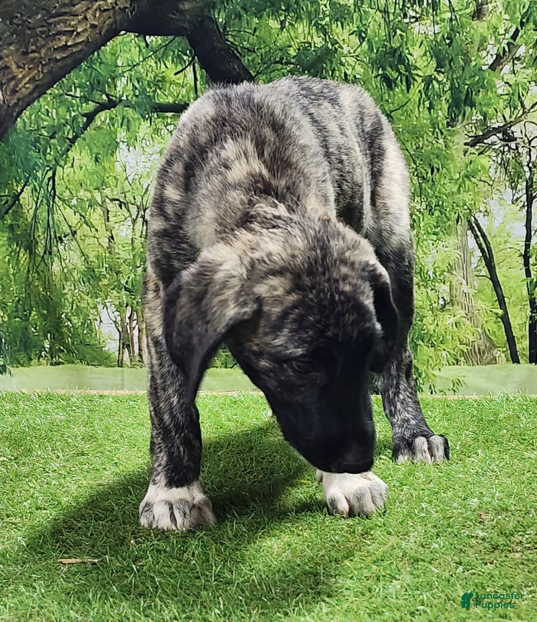 Anatolian Shepherd dogs for sale: AKC Dusty 2025 Male 1 - Image 10