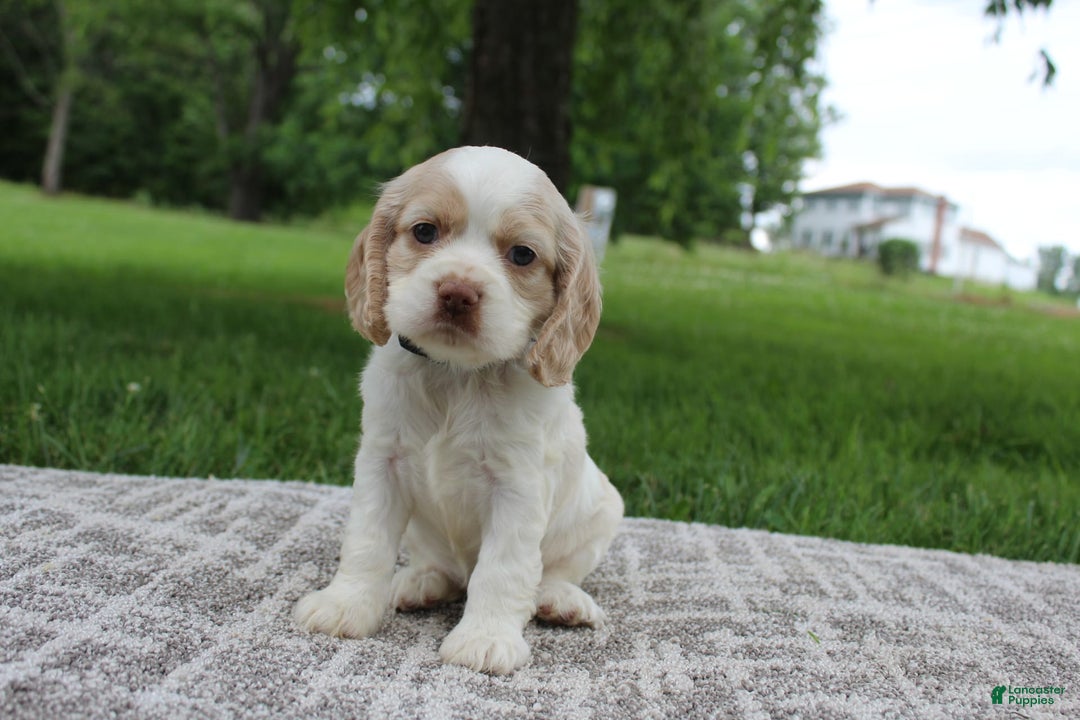 Cocker Spaniel dogs for sale: Rose - Image 2