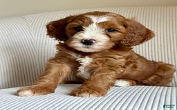 Mini Goldendoodle dogs for sale: Ranger - Image 5