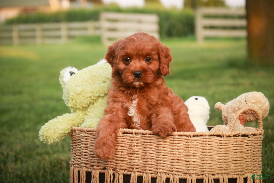 Cavalier King Charles Spaniel dogs for sale: Monty - Image 13