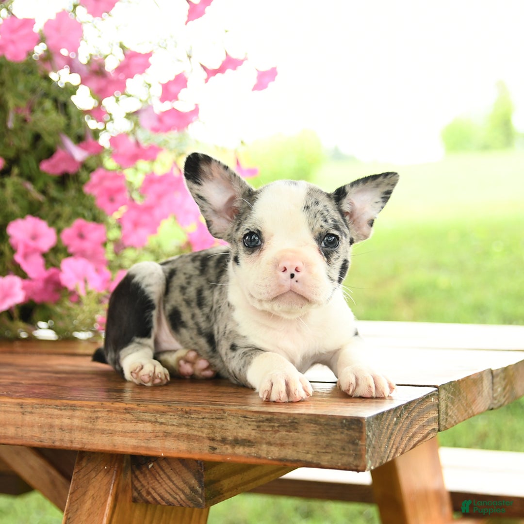 Frenchton dogs for sale: Gracie - Image 3