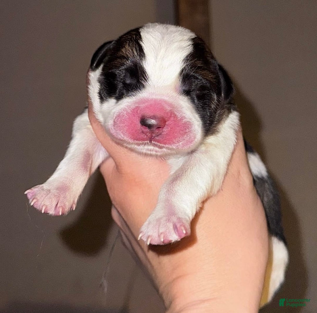 Saint Bernard dogs for sale: Reed - Image 1