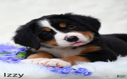 Bernese Mountain Dog dogs for sale: Izzy - Image 6