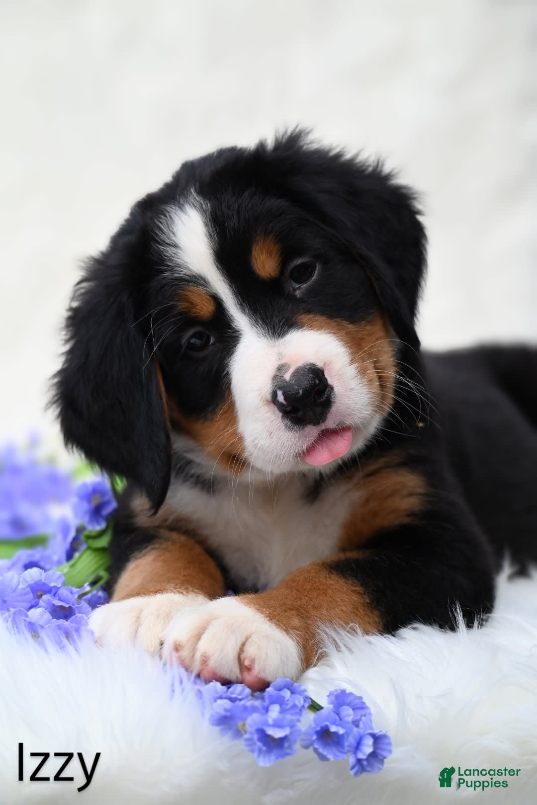 Bernese Mountain Dog dogs for sale: Izzy - Image 6