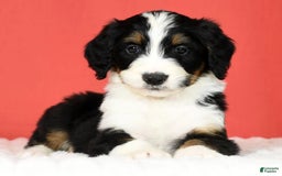 Bernedoodle dogs for sale: Lola - Image 9