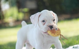 Boxer dogs for sale: Sadie - Image 1