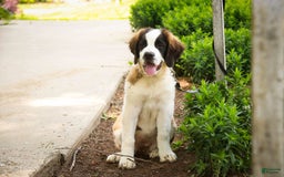Saint Bernard dogs for sale: Madison - Image 3