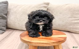 Shihpoo dogs for sale: Rover - Image 5