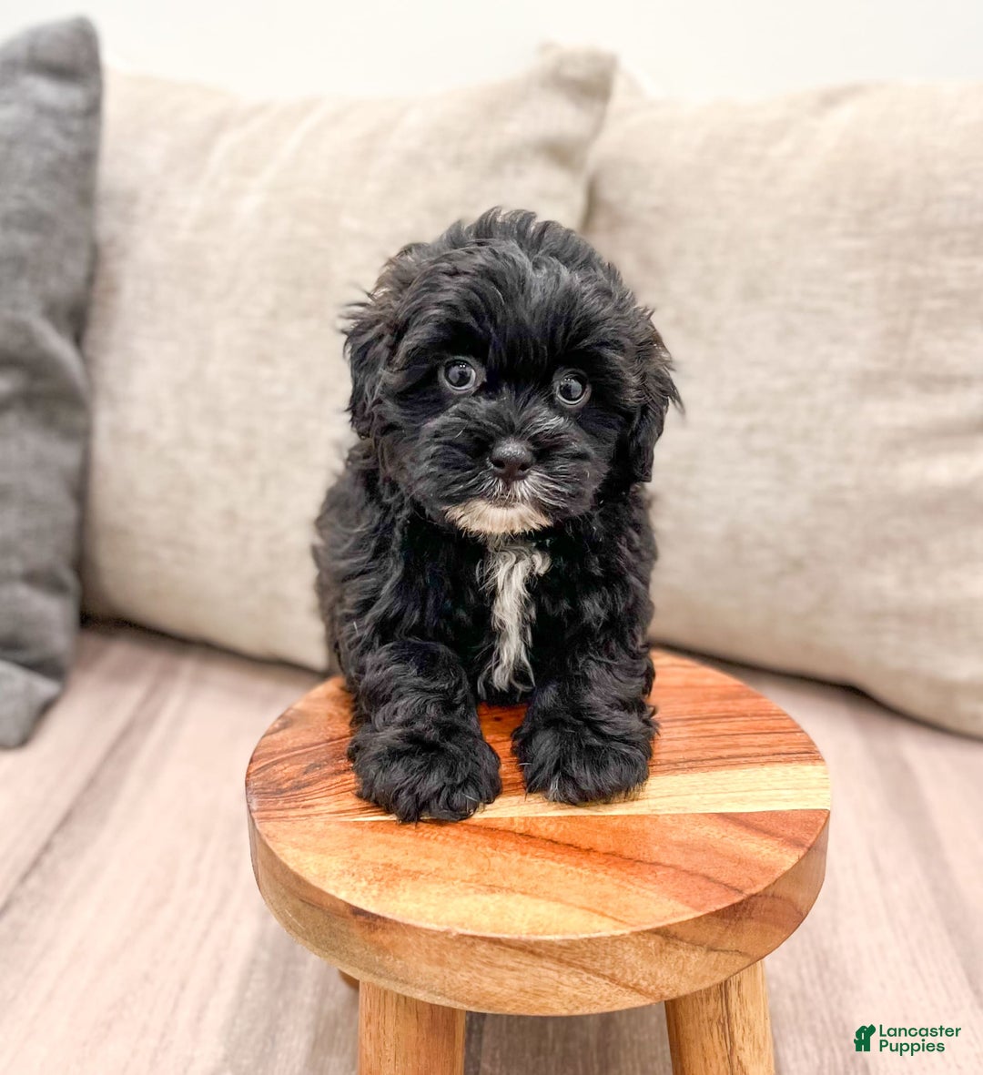 Shihpoo dogs for sale: Rover - Image 5