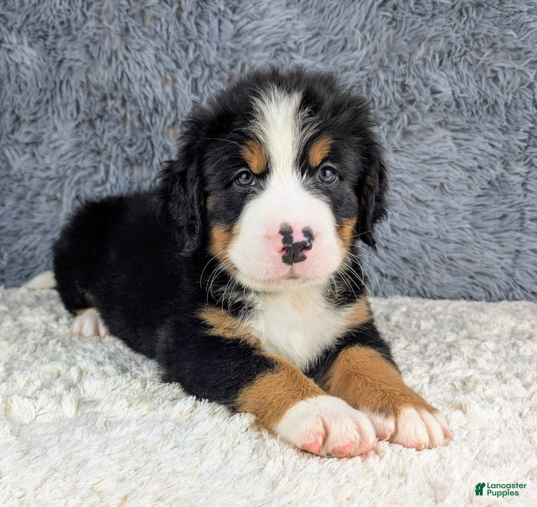 Bernese Mountain Dog dogs for sale: Boomer - Image 5
