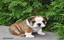 English Bulldog dogs for sale: Rolo - Image 2