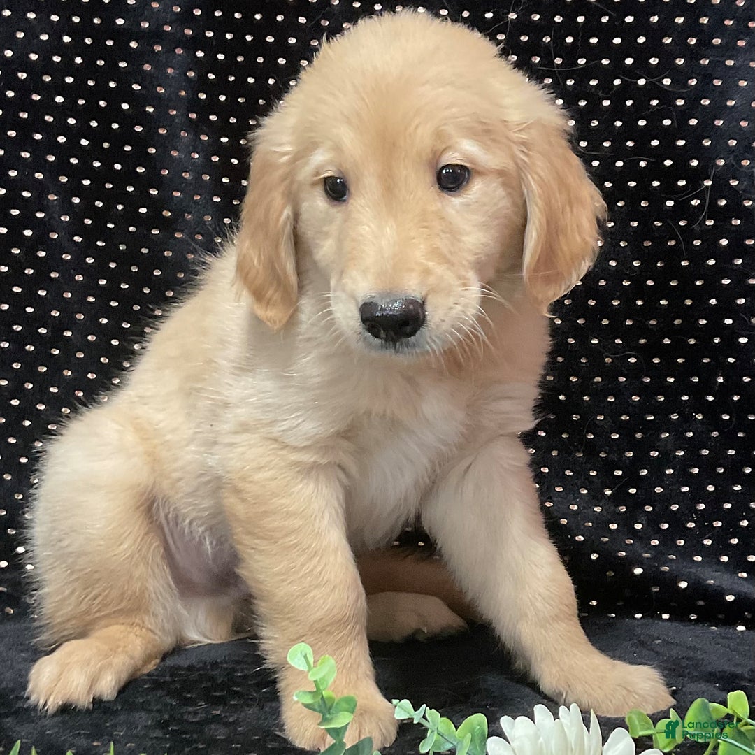 Golden Retriever dogs for sale: Dasher - Listing for pets: Dasher, Archie, Princess, Dixie - Image 2
