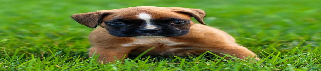 Destiny