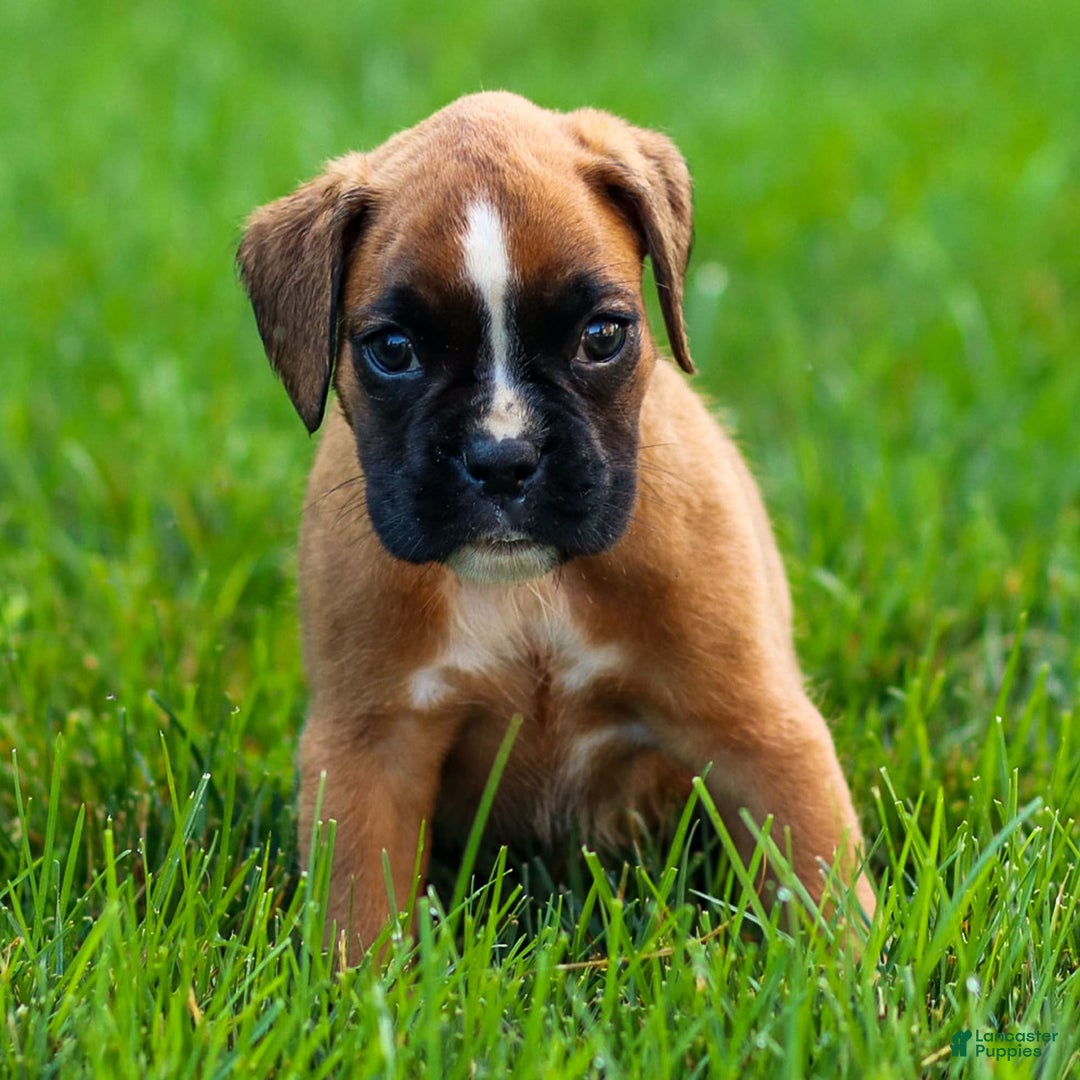 Boxer dogs for sale: Destiny - Image 4