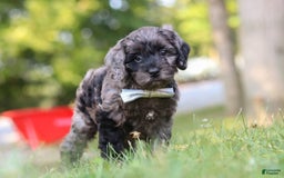 Cockapoo dogs for sale: Monty - Image 9