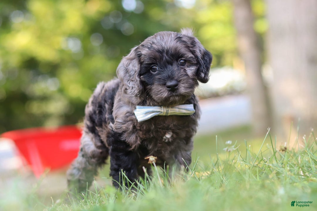 Cockapoo dogs for sale: Monty - Image 9