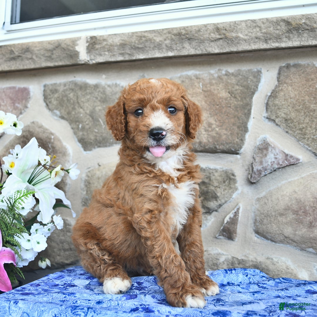 Goldendoodle dogs for sale: Spencer - Image 3