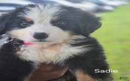 Bernese Mountain Dog dogs for sale: Sadie - Image 1