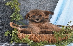 Havapoo dogs for sale: Brody - Image 4