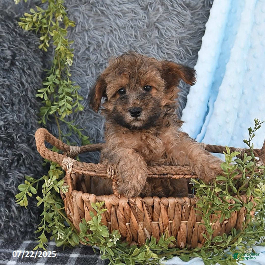 Havapoo dogs for sale: Brody - Image 4