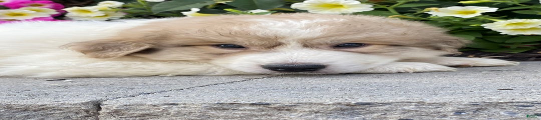 Gary