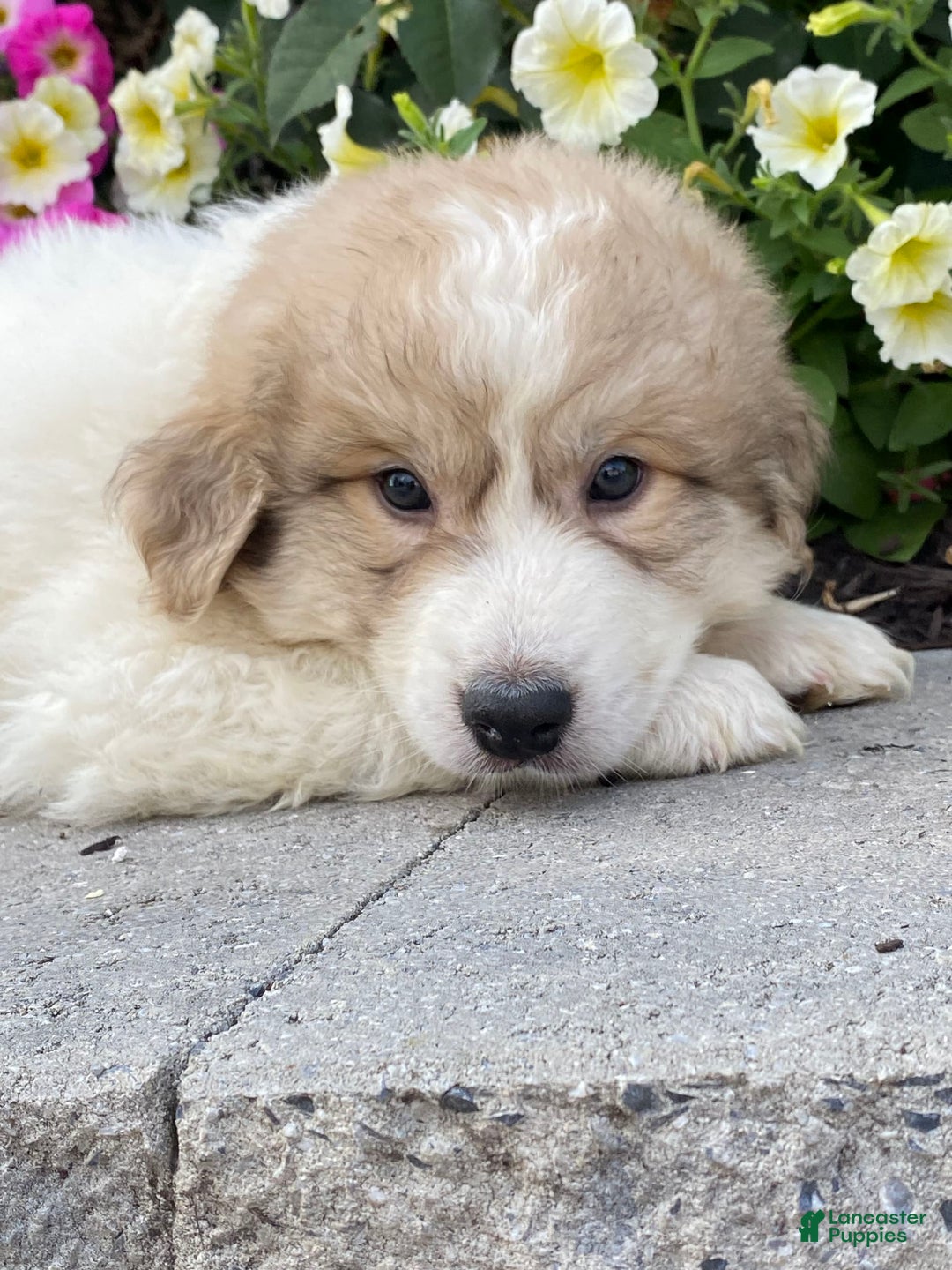 Great Pyrenees dogs for sale: Gary - Image 5