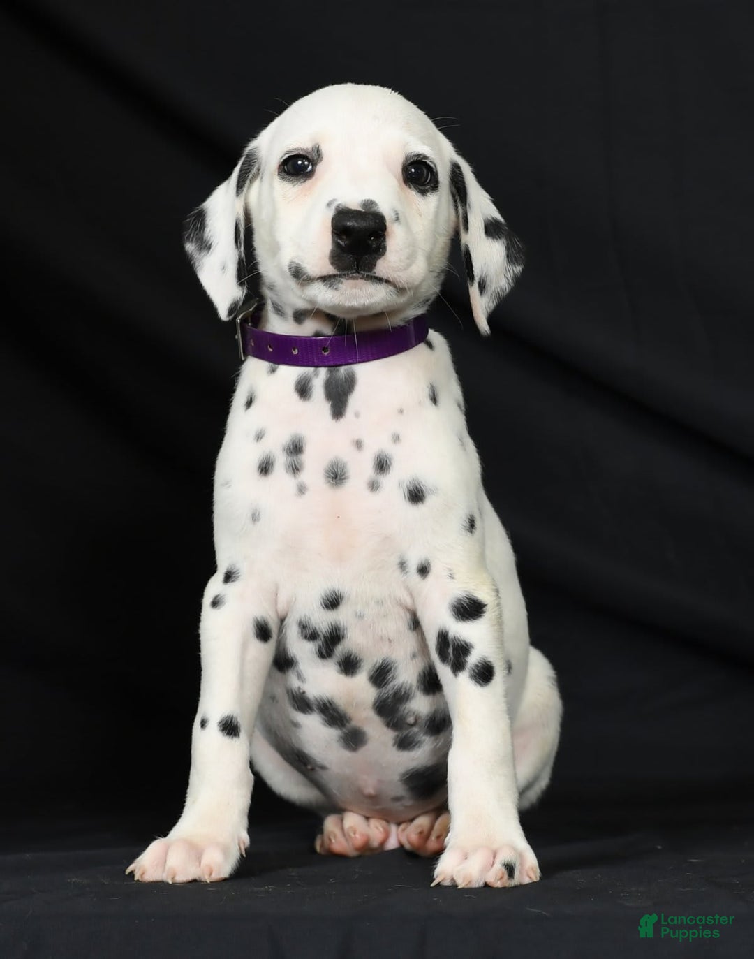 Dalmatian dogs for sale: Max - Image 6